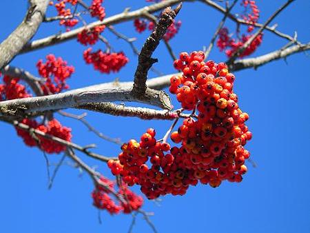 蓼科・赤い実の木