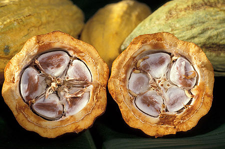 800px-Cacao-pod-k4636-14