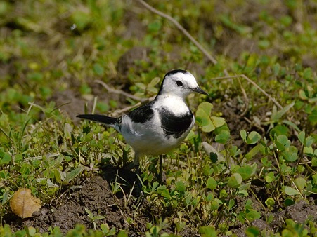 ハクセキレイ(White Wagtail) P1030440_R