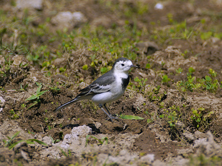 ハクセキレイ♀(White Wagtail) P1040316_R
