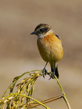 ノビタキ(♀)(Common Stonechat) P1050496_R