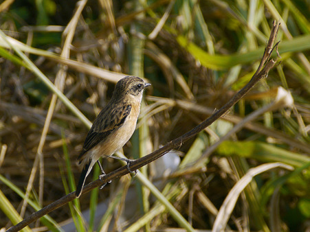 ノビタキ(♀)(Common Stonechat) P1050554_R