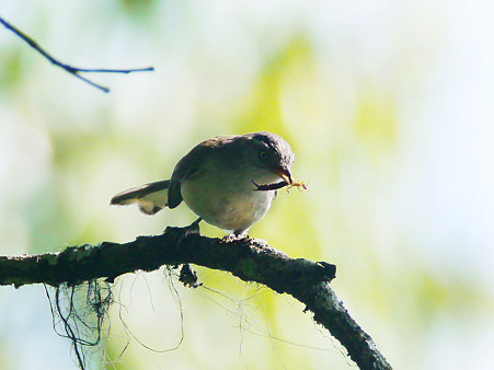 Blue-winged Minla(ルリハコバシチメドリ)?P1180722_R2
