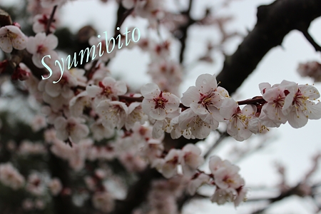 2012.4.28 梅