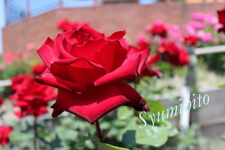 IMG_0347