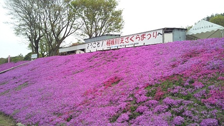 相模川芝桜まつり