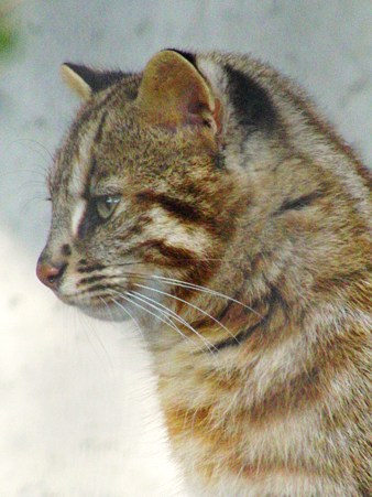 福岡市動物園のツシマヤマネコのりき君 なんくるなるさぁ 楽天ブログ