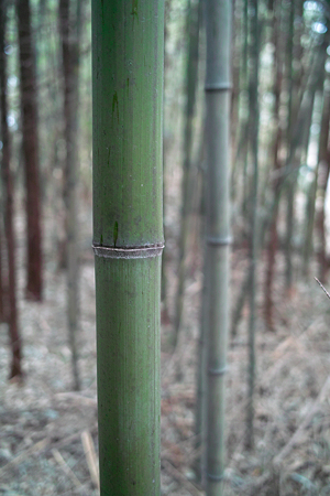 bamboo03232012dp2-02