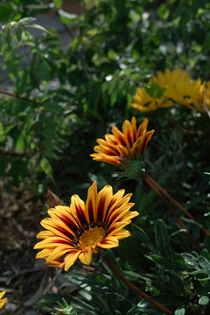 flower06112011dp2-03