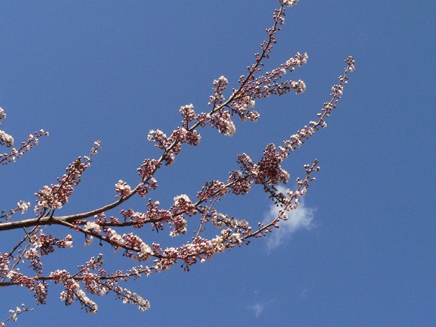 すももの花・・・Pink!