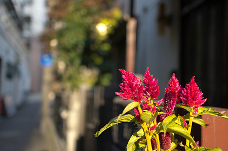 赤い花のある路地