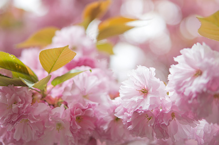 八重桜