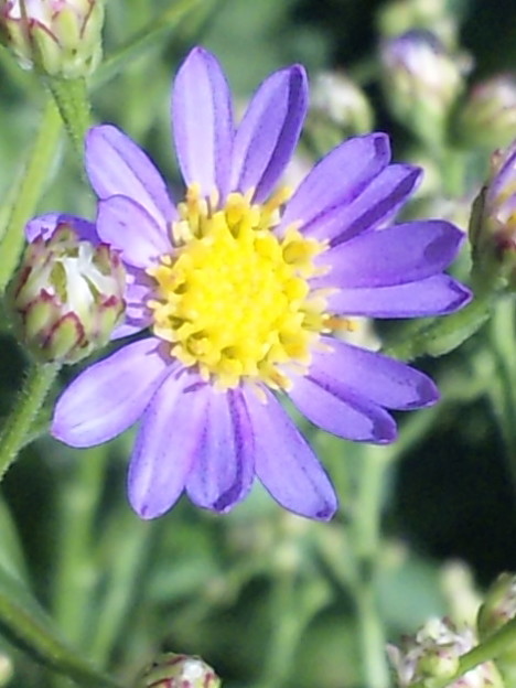 紫苑 しおん の花 写真共有サイト フォト蔵