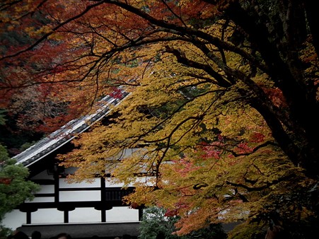 京都 709