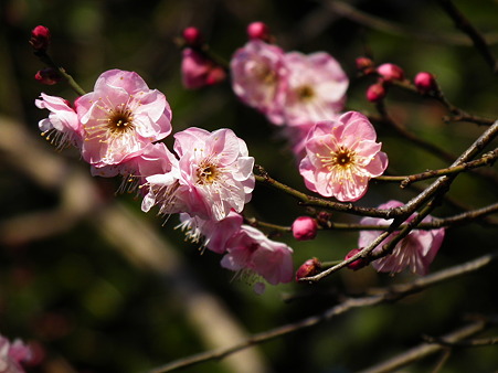 9上野花園神社1・13