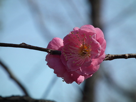 DSCF0111