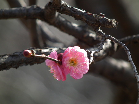 DSCF0118