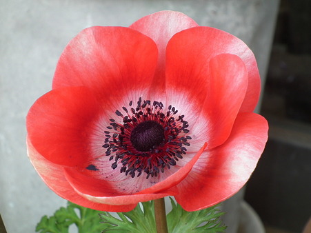 DSCF0262