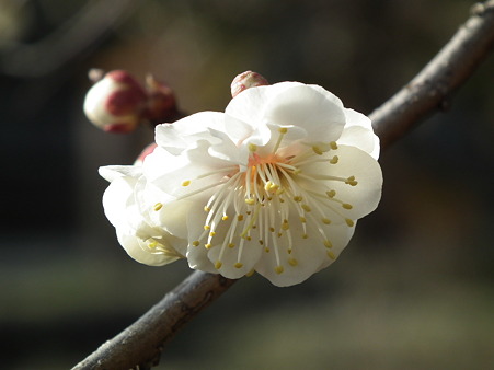 DSCF0217