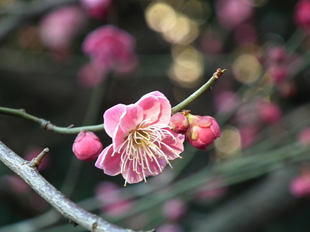 DSCF0669