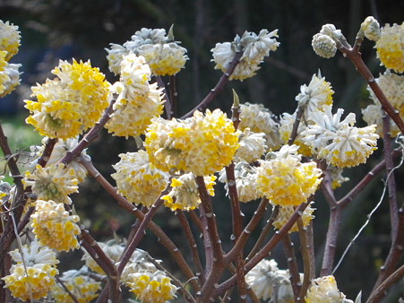 IMGP0043