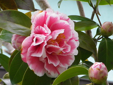 IMGP0097