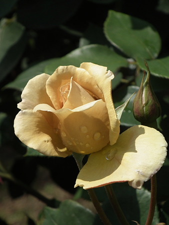 DSCF0039