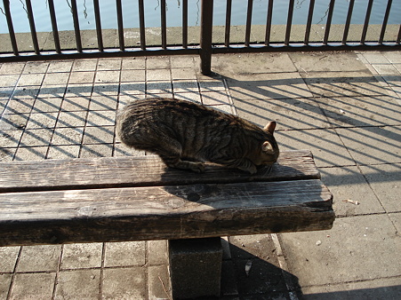 尻尾のない猫、その名は「しっぽな」