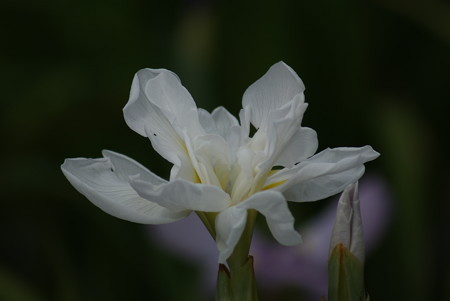 花菖蒲　宮の白菊