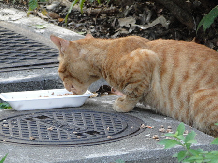ご飯にゃう