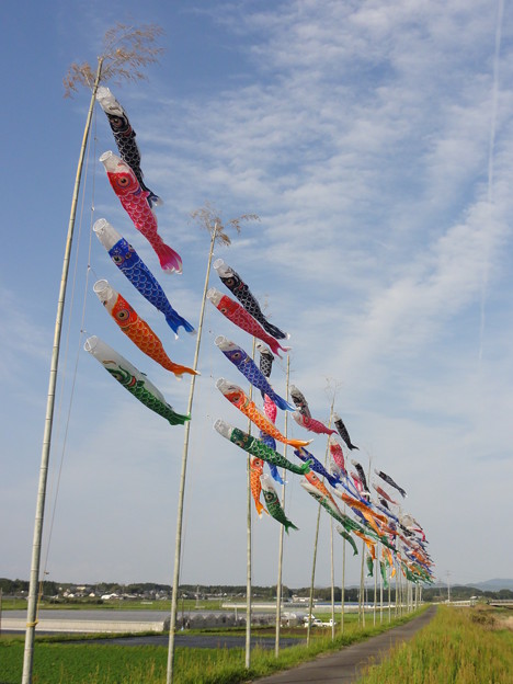 写真: 庄内川 こいのぼり ＠ 都城市　　　DSC08789