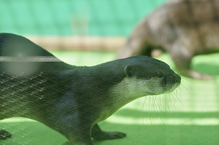 tokyowildlife110924065