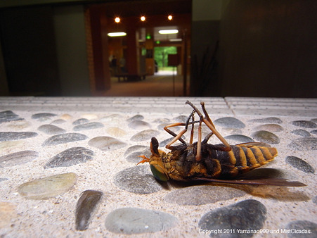 アカウシアブ