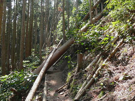 コース上に横たわる樹木