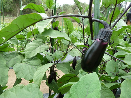 P1010084