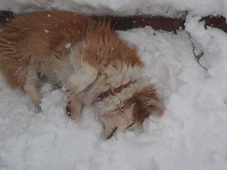 雪って~気持ちいい~