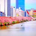 外堀りの桜