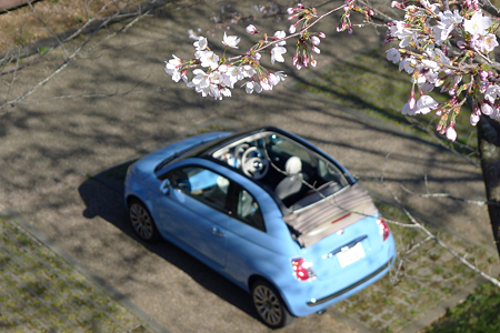 2012401sakura14