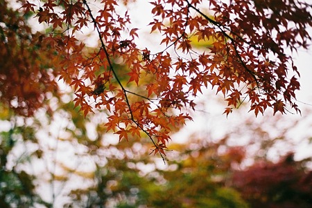 sakurafilm7