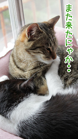 迷惑