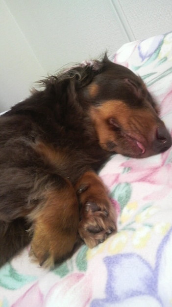 舌をちょっと出して寝てる我が家のお犬様のかわいさって言ったらもう 写真共有サイト フォト蔵