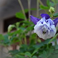 お家の前に咲いた小さなお花