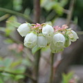 Photos: ブルーベリーの花