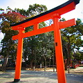 Photos: torii