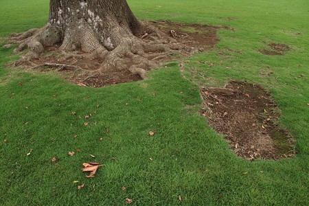 巨木の足元