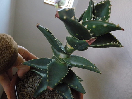 Aloe "Hellskloof Bells"