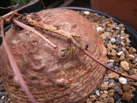 Ipomoea holubii