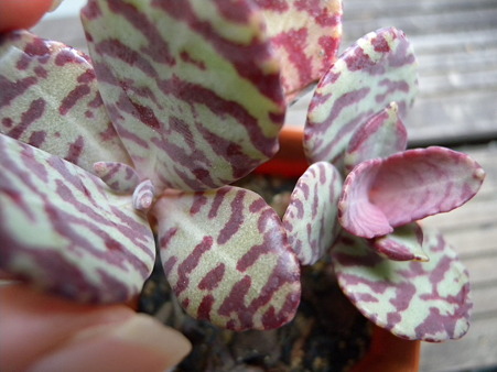 Kalanchoe Humilis