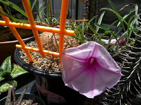 ipomoea holubii