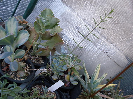 Kalanchoe sp.